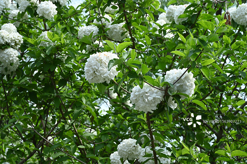 木绣球图片素材