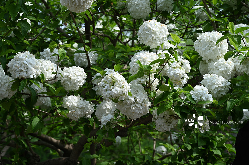 木绣球图片素材