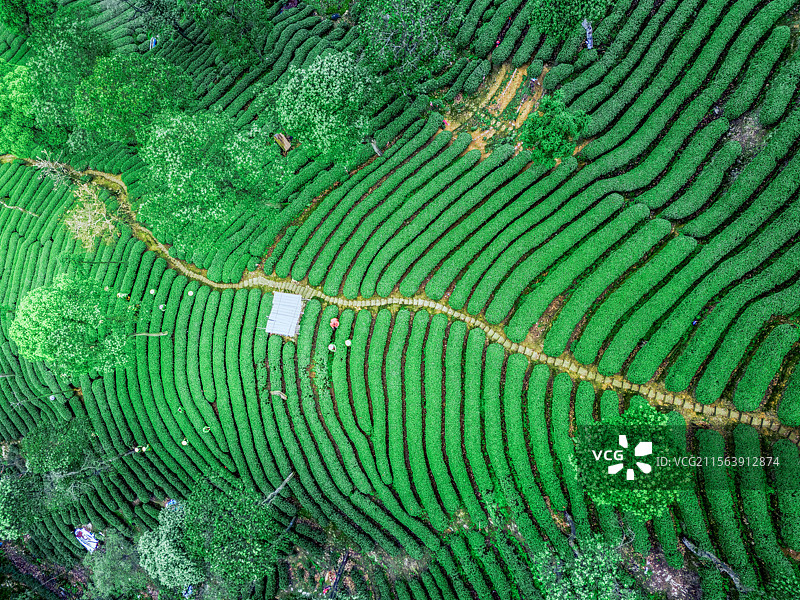 杭州梅家坞茶园图片素材