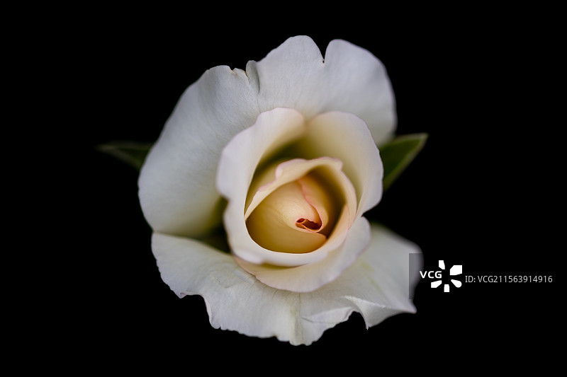 2025上海国际花展 玫瑰花图片素材