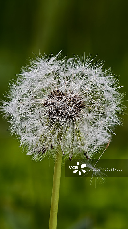 蒲公英图片素材