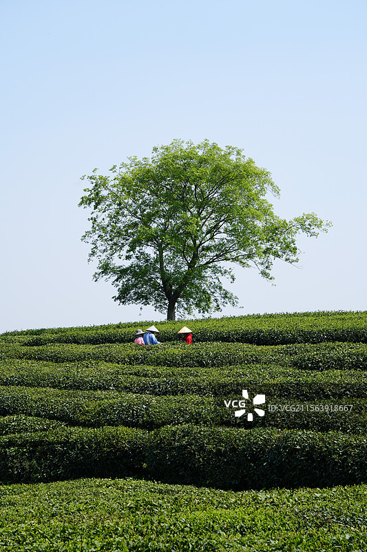 茶田里的采茶人图片素材