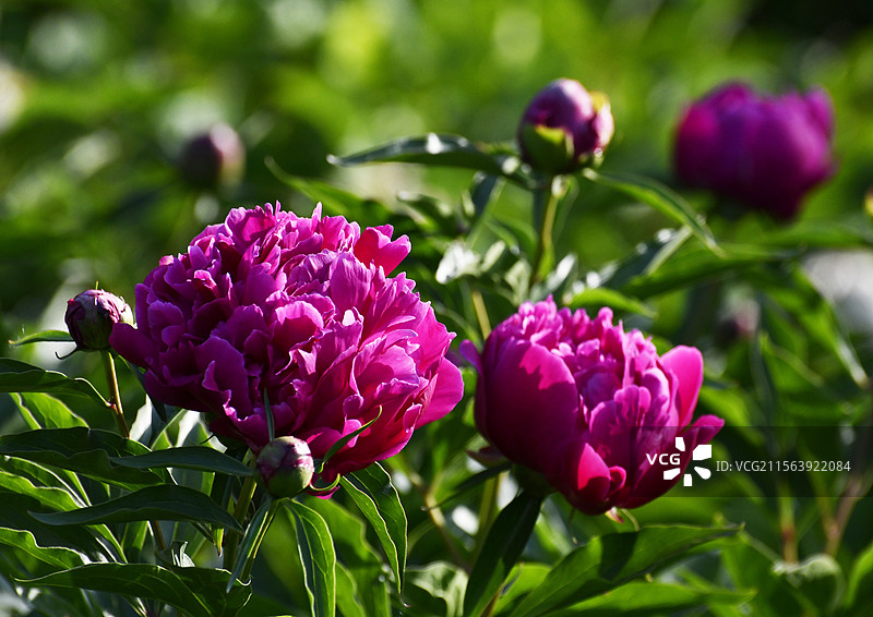 山东枣庄城市公园芍药绽放“花样年华”图片素材