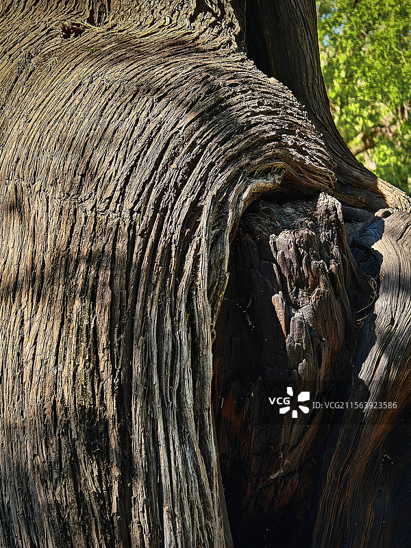 古老柏树桩图片素材