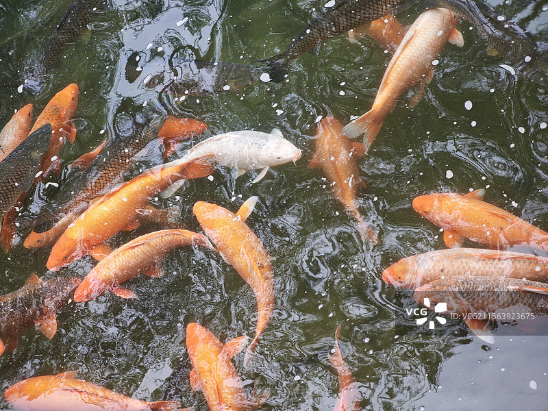 大肥鱼图片素材