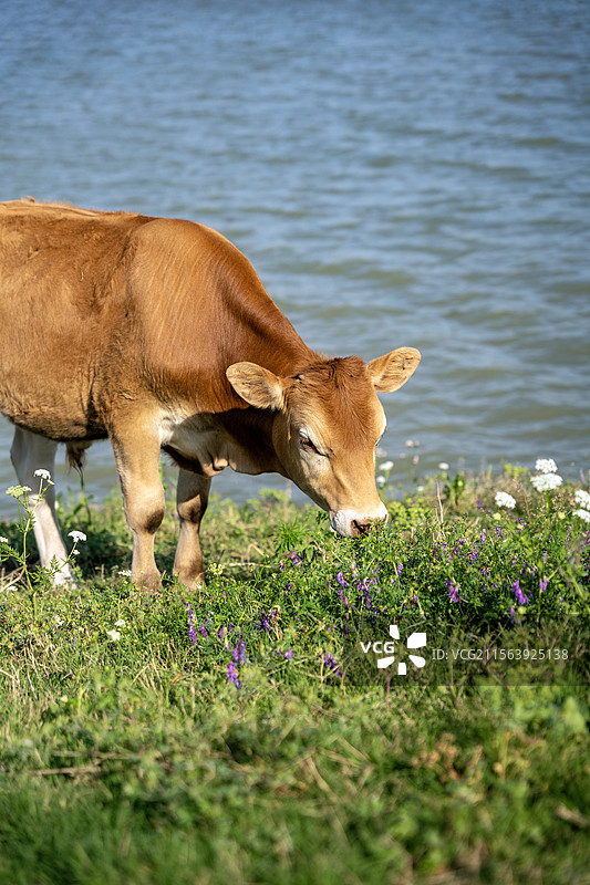 河边草地上吃草的黄牛图片素材