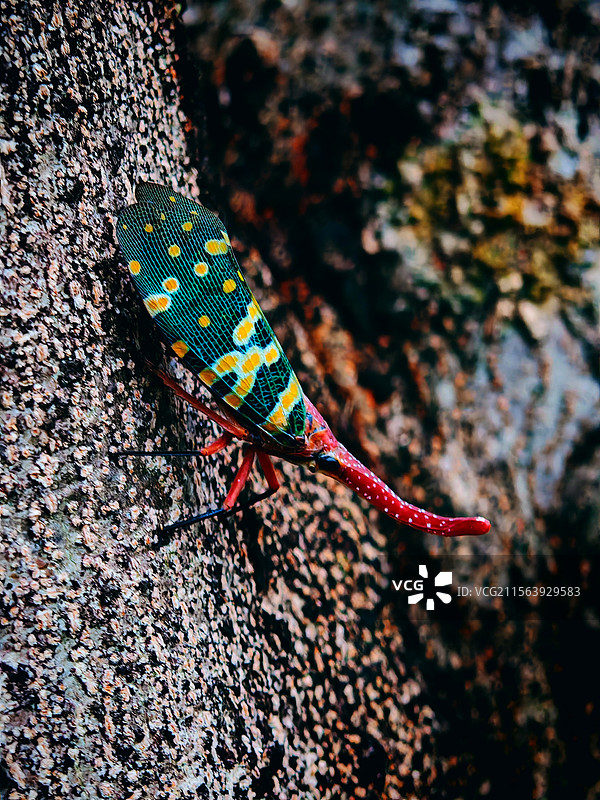 猛虎下山一样的龙眼鸡视图图片素材