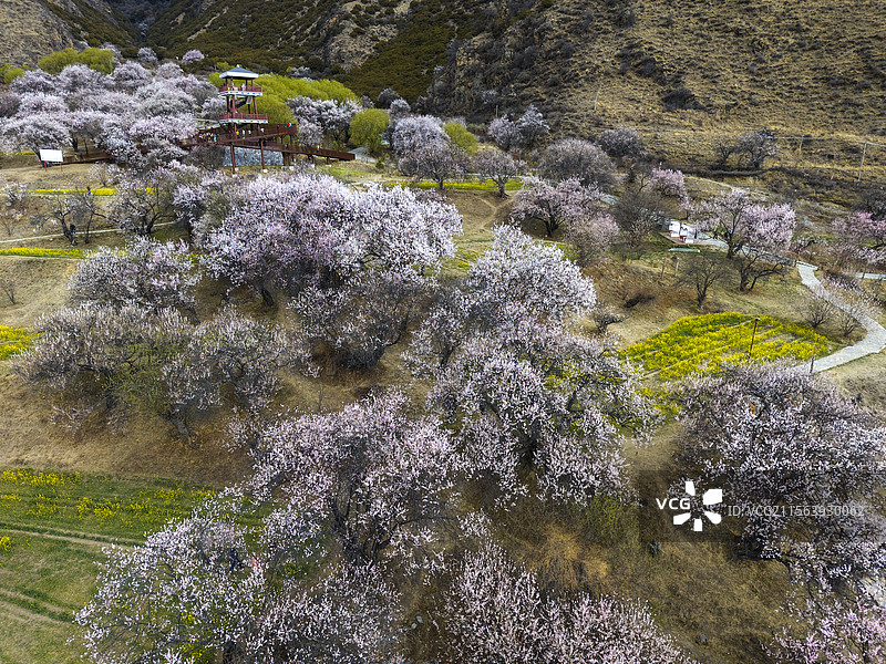 林芝桃花图片素材