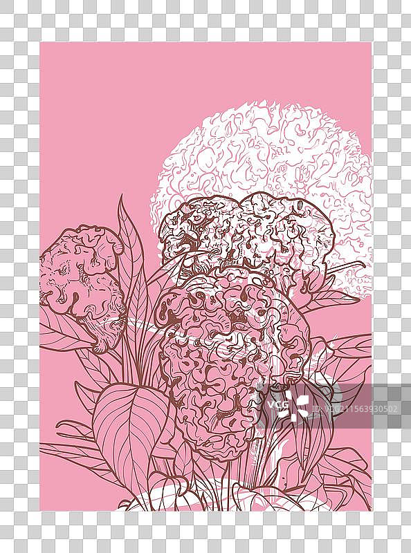 A4 鸡冠花图片素材