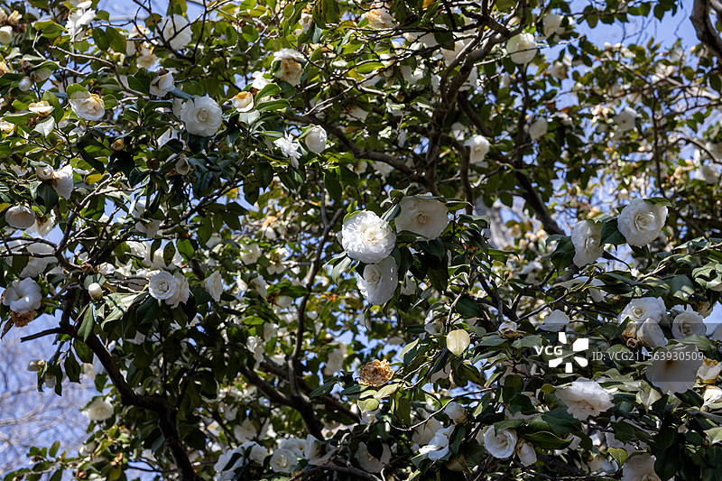 崂山上清宫的山茶花图片素材