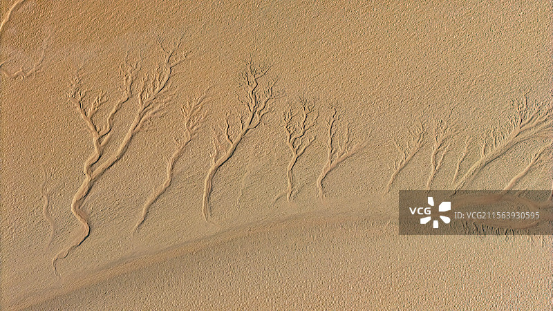 海宁潮汐树与苏绍大桥图片素材