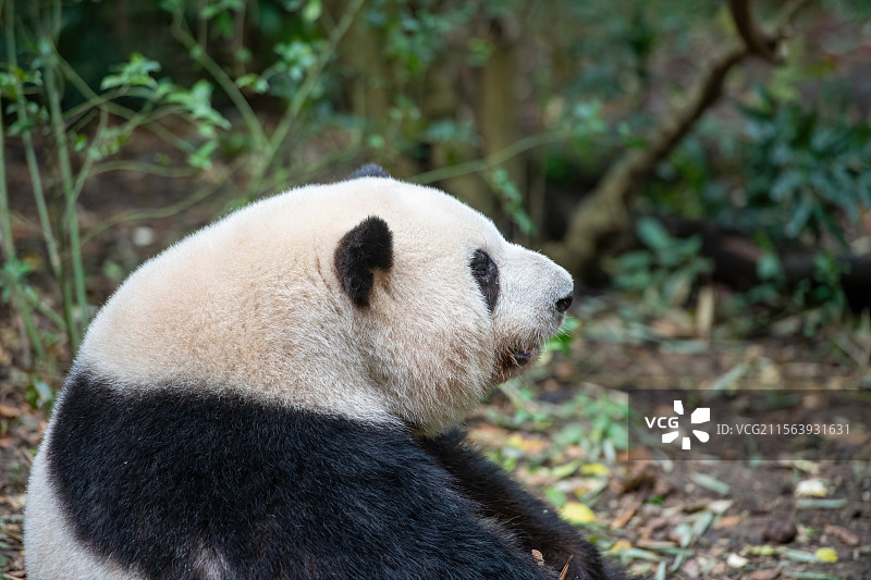 明星大熊猫花花图片素材