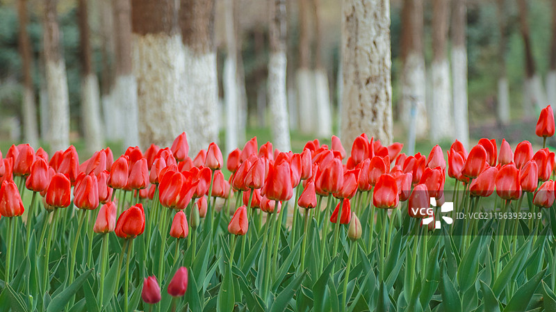 嘉峪关东湖的郁金香图片素材