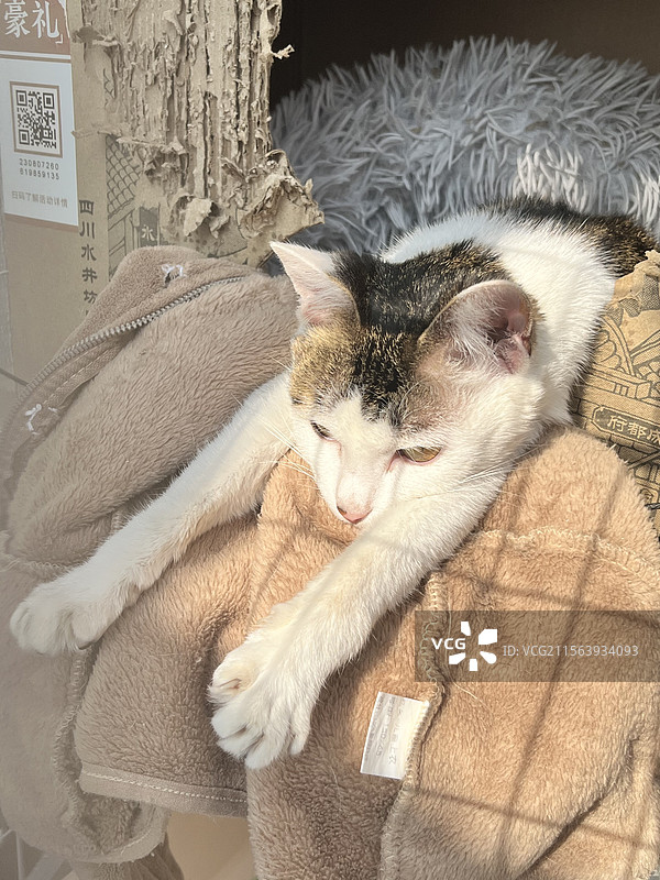 一只正在晒太阳伸懒腰的慵懒狸花猫图片素材