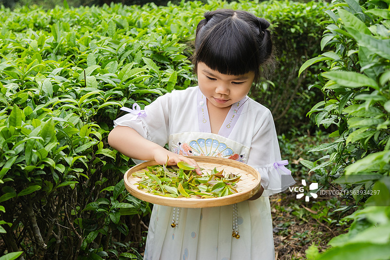 穿汉服的中国小女孩在茶园采茶图片素材