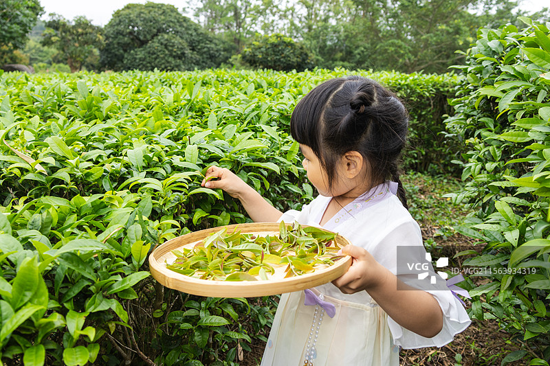 穿汉服的中国小女孩在茶园采茶图片素材