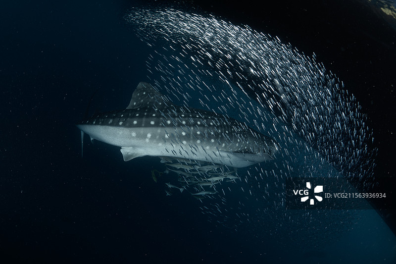 马尔代夫的鲸鲨图片素材