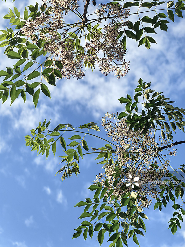 绍兴黄酒小镇苦楝花图片素材