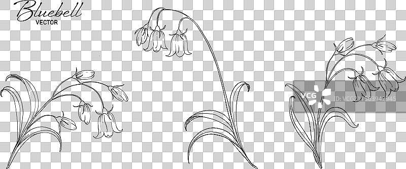 蓝铃花线条艺术作品集图片素材