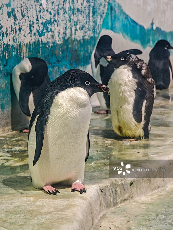 可爱的企鹅群像图片素材