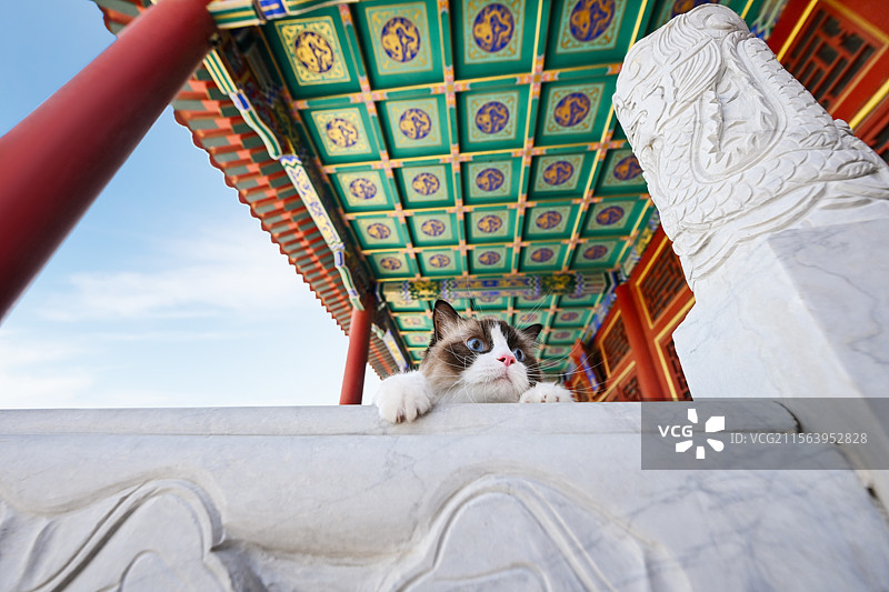 中国风的布偶猫图片素材