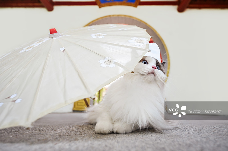 中国风的布偶猫图片素材