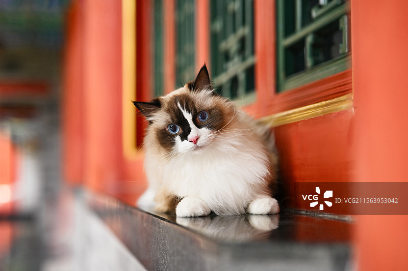 中国风的布偶猫图片素材