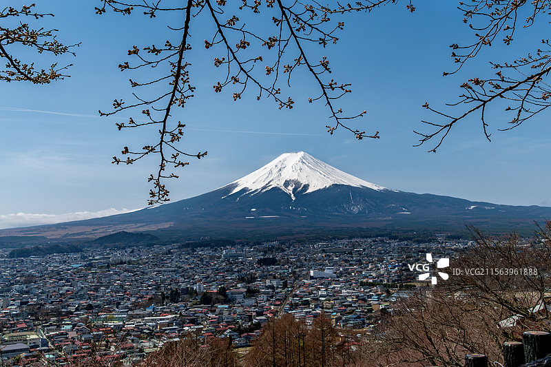 富士山下的樱花图片素材
