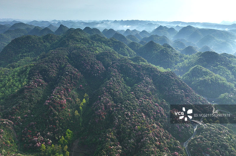 贵州毕节百里杜鹃景区图片素材