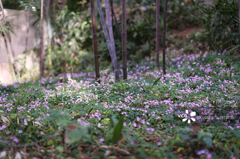南京紫竹林禅寺遗址图片素材