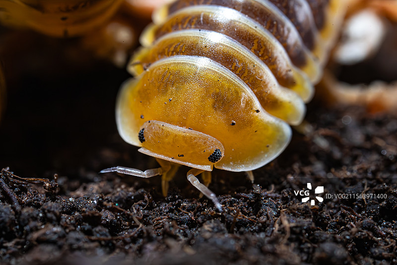 木星鼠妇   C属卷壳虫图片素材