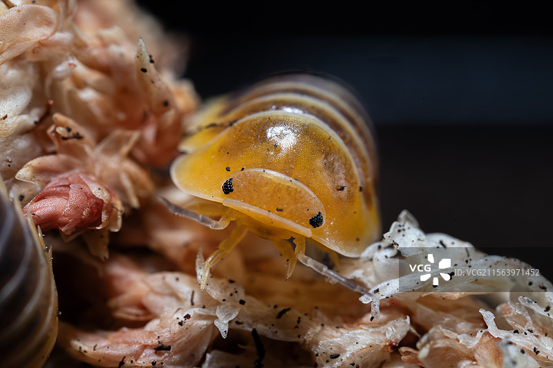 木星鼠妇   C属卷壳虫图片素材