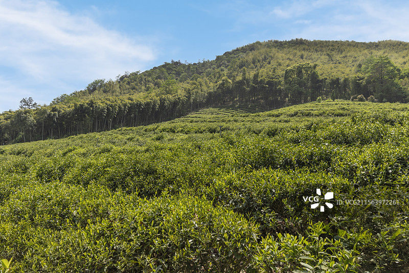 山间竹林与茶园的和谐共生图片素材