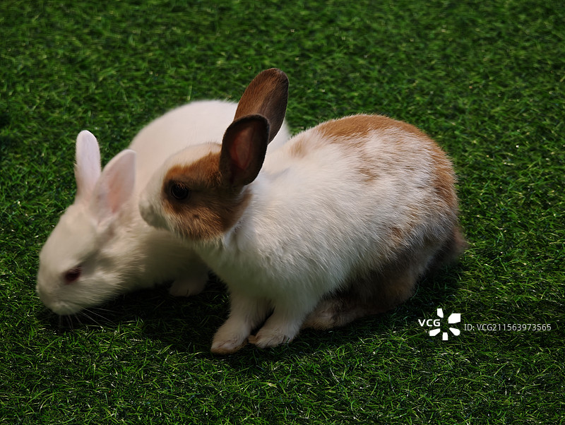 草坪上的两只兔子图片素材