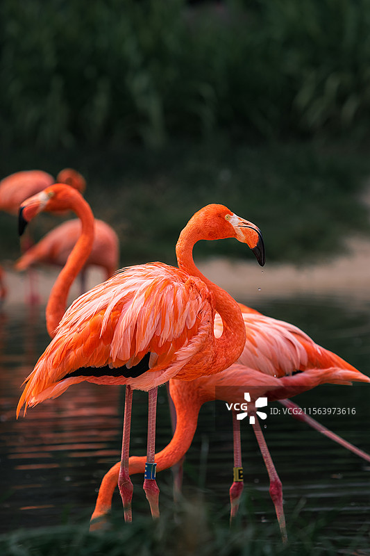 火烈鸟图片素材