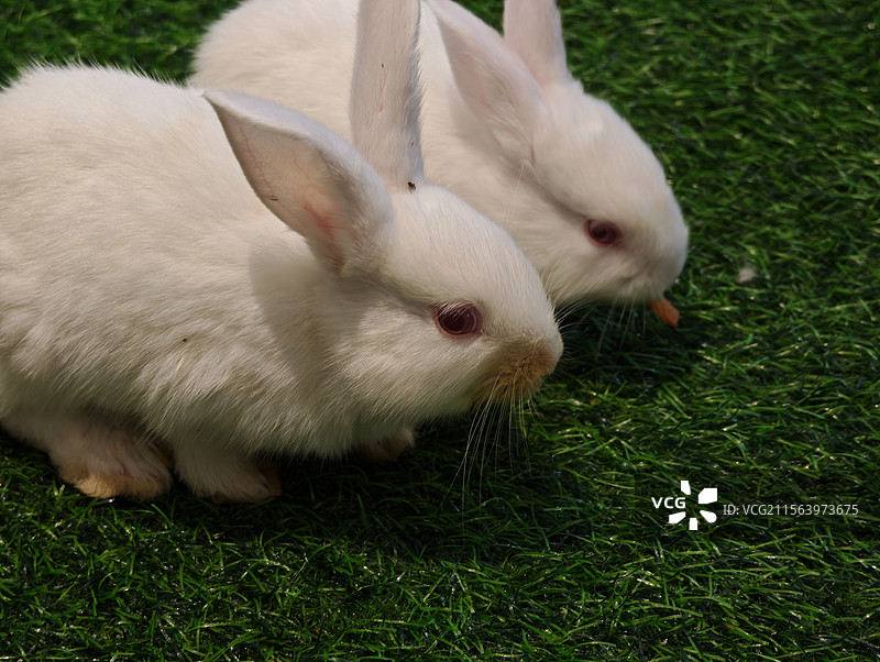 草坪上的两只兔子图片素材