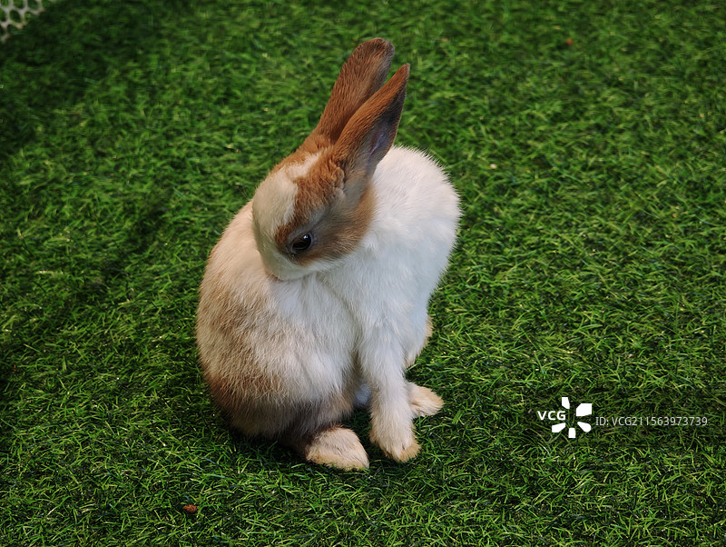 草坪上黄白色的花兔子图片素材