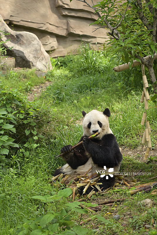 安吉竹博园 大熊猫图片素材