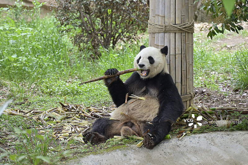 安吉竹博园 大熊猫图片素材