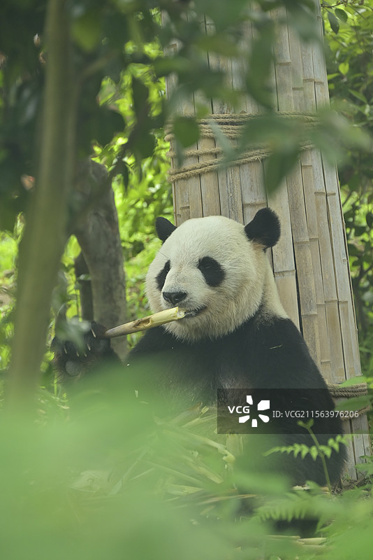 安吉竹博园 大熊猫图片素材