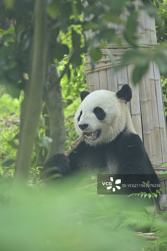 安吉竹博园 大熊猫图片素材