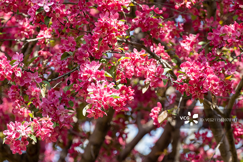 树上盛开的粉红色花朵的特写镜头图片素材