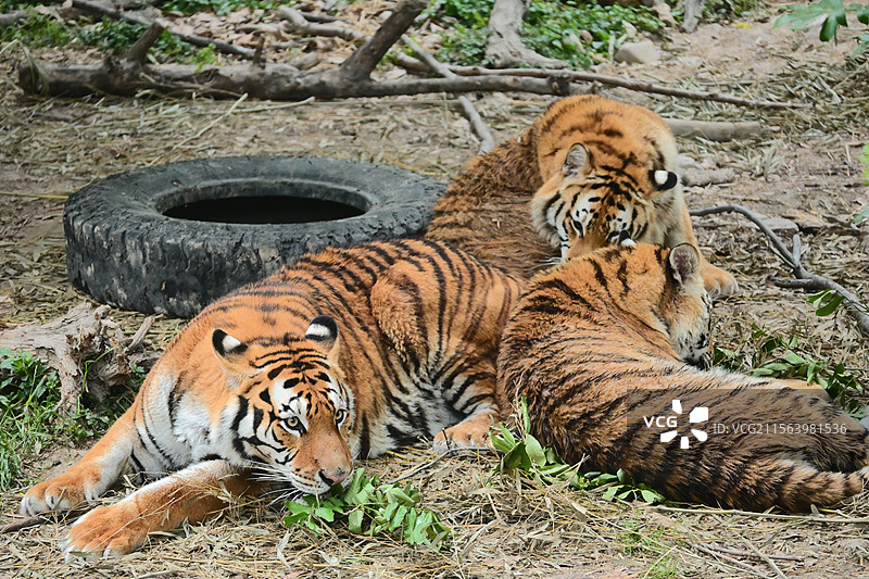上海动物园三只卧倒的东北虎图片素材