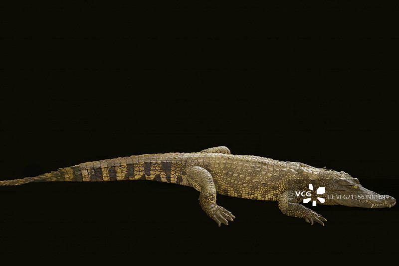 鳄鱼侧面视角全身像图片素材