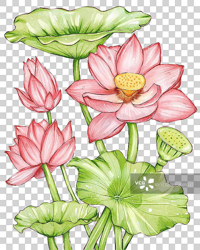 荷花插画元素图片素材