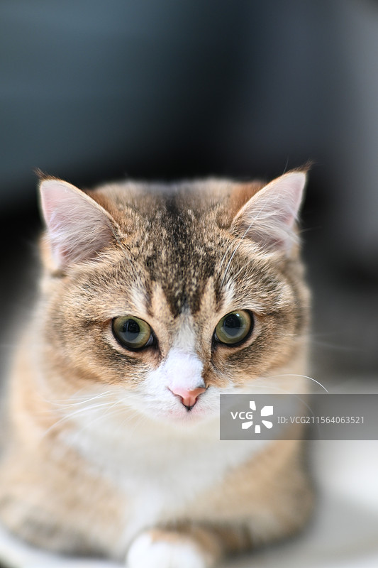 美短矮脚猫图片素材