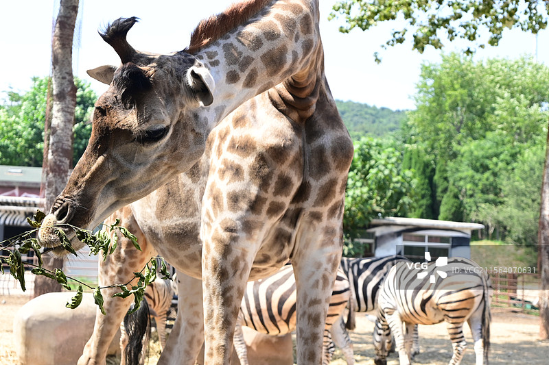 长颈鹿图片素材