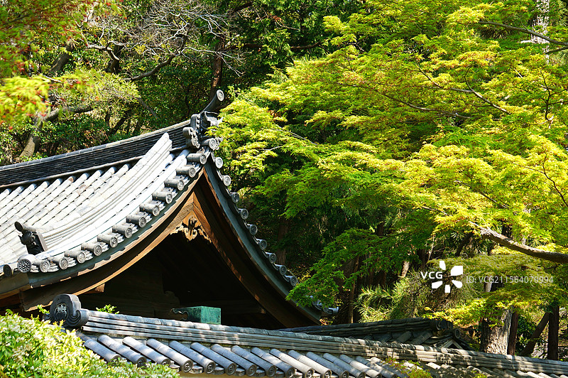 日本神奈川县横滨市，传统日式庭院，三溪园图片素材