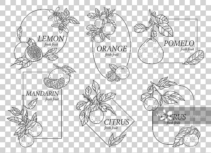 一组带有柑橘水果的线性标签图片素材