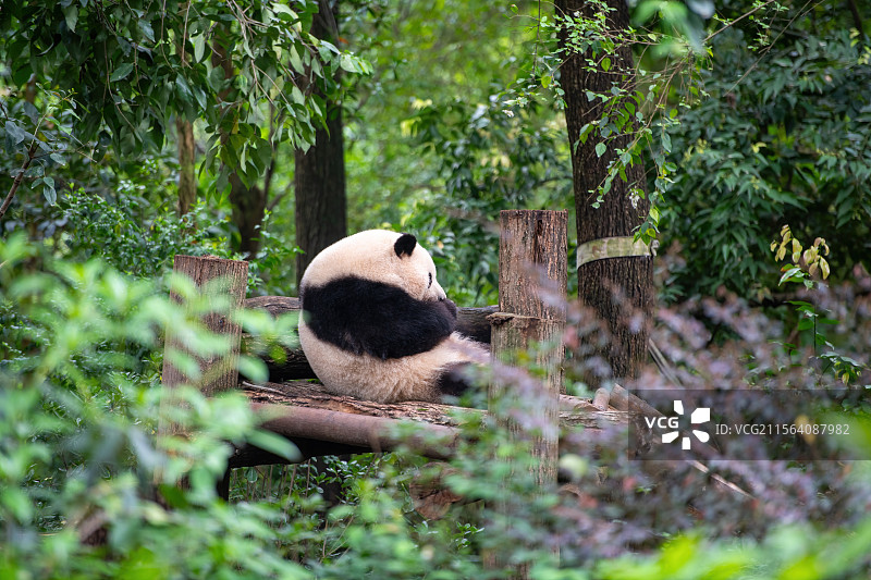 明星大熊猫花花图片素材
